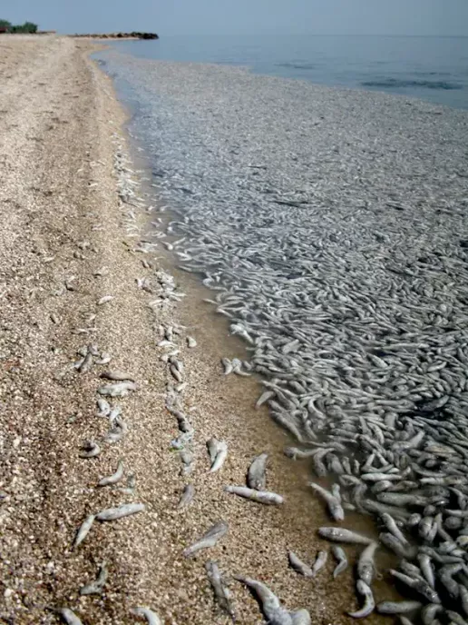 Mass death of the Azov goby