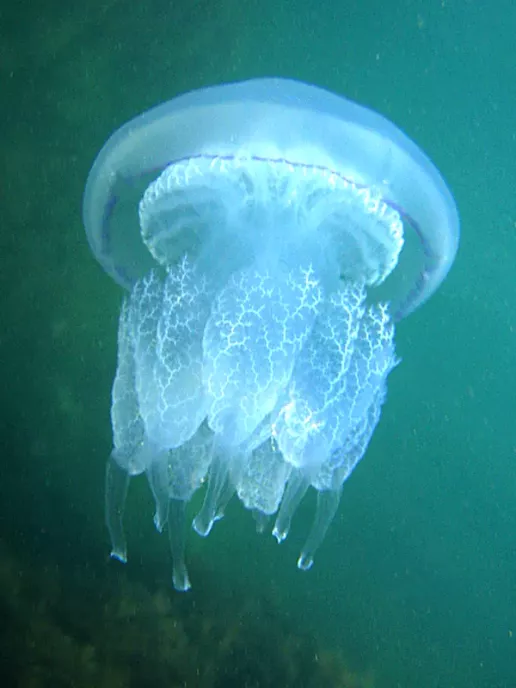 Cornerot jellyfish of the Azov Sea