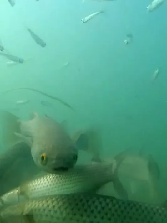 Мешканці Азовського моря