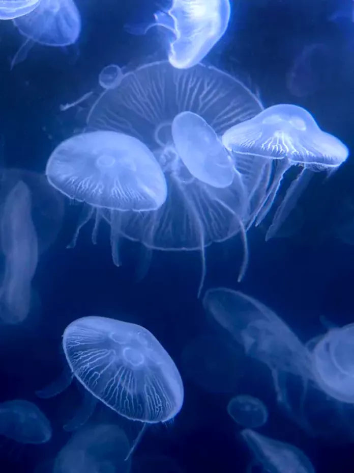 Медузы в Азовском море