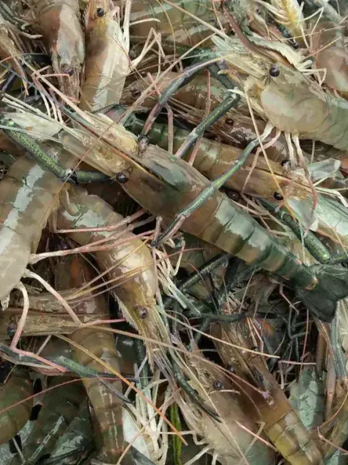 Azov shrimp
