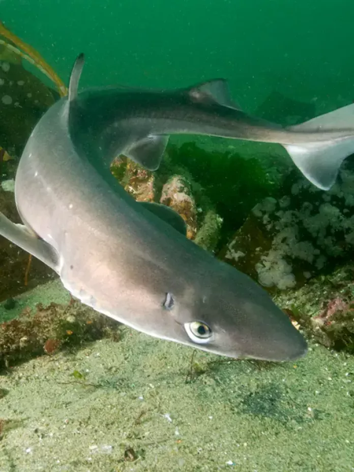 Акула чорноморський катран