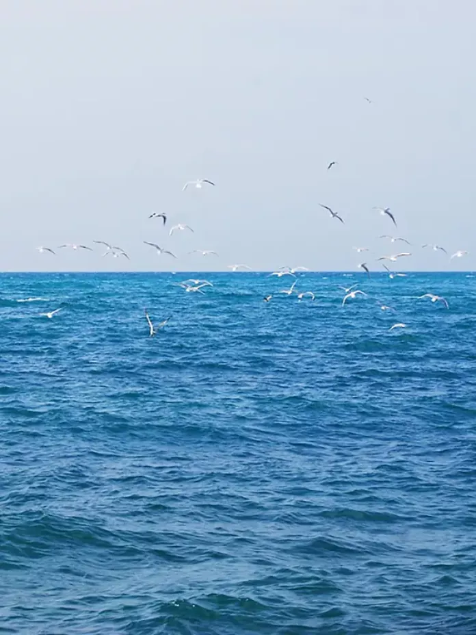 Статьи об Азовском море