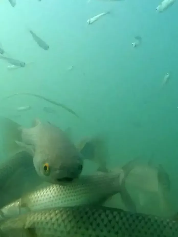 Обитатели Азовского моря