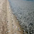 Mass death of the Azov goby