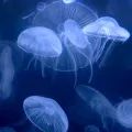 Jellyfish in the Azov Sea