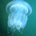 Корнерот медуза Азовского моря